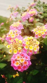 Close-up of fresh flowers blooming outdoors