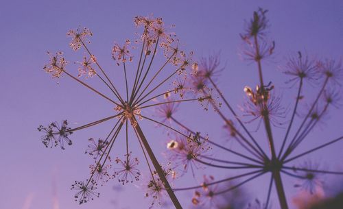 Close-up of purple flowers against sky