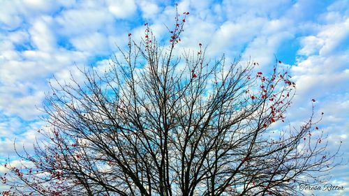 Low angle view of bare tree against cloudy sky