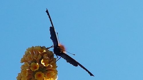 Close-up of insect on flower against blue sky