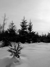 Trees on snow covered field against sky