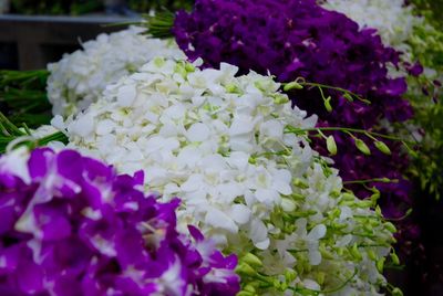 Close-up of purple flowers