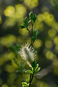 Close-up of flowering plant against blurred background