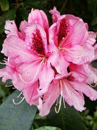 Close-up of pink flower
