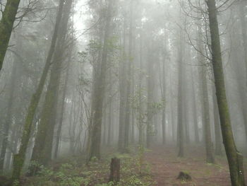 View of trees in misty forest