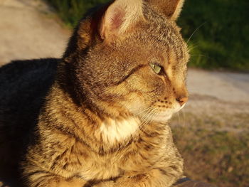 Close-up of cat with eyes closed