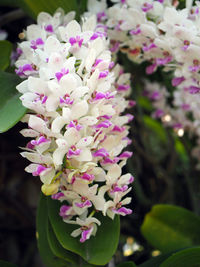Close-up of pink flowering plant