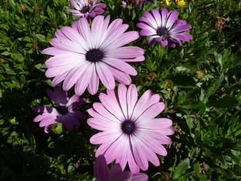 Close-up of purple flowers