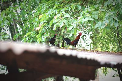 Low angle view of bird perching on a tree