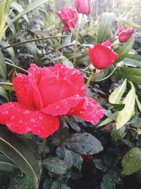Close-up of wet red flowers blooming outdoors