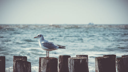 Seagull perching on wooden post at beach against clear sky