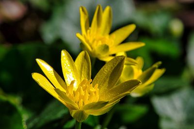 Close-up of yellow flowering plant