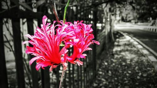 Close-up of pink flower