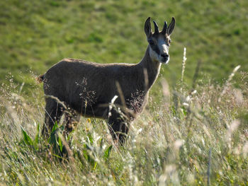 Close-up of chamois in the mountain