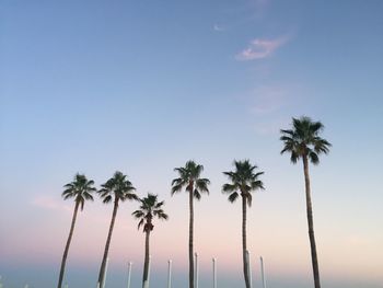 Palm trees against blue sky