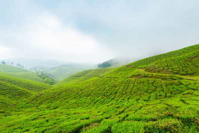 Scenic view of farm against sky