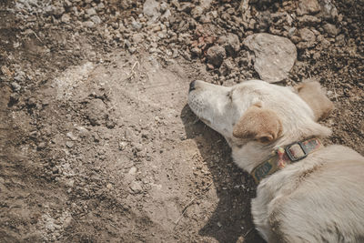 High angle view of dog on field