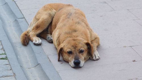 High angle view of dog resting on footpath