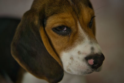 Close-up of dog looking away