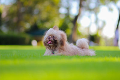 Portrait of dog in park