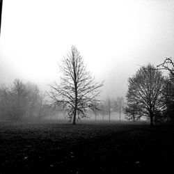 Bare trees on field in foggy weather