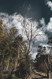 Low angle view of bare trees against sky