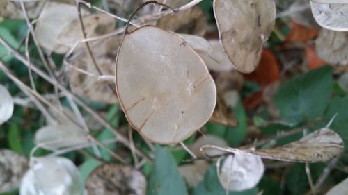 Close-up of mushroom growing outdoors