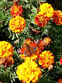 High angle view of butterfly on orange flowers