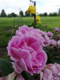 Close-up of pink flowers blooming outdoors