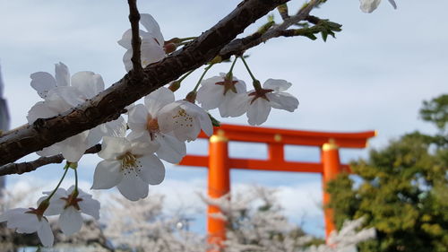 Cherry blossom on tree