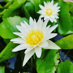 Close-up of fresh white flower