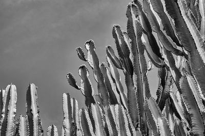 Close-up of cacti against sky
