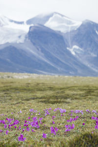 Purple flowering plants on field against mountains