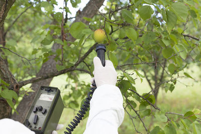 Cropped hand of man examining apricots growing on tree