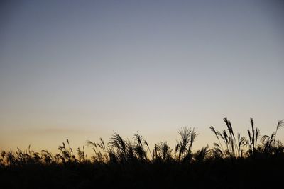 Silhouette plants on field against clear sky during sunset