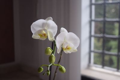 Close-up of white flower