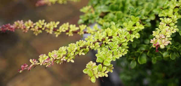Background of japanese barberry branches with new foliage