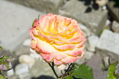 Close-up of rose blooming outdoors