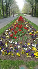 Close-up of flowers blooming in park