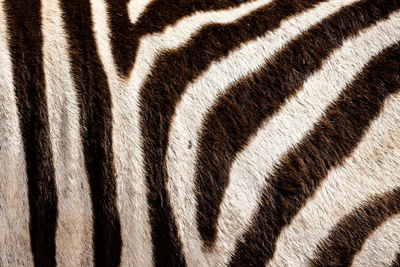 Close-up of zebra