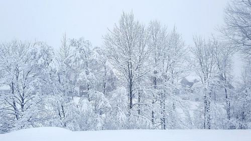 Frozen trees in forest against sky