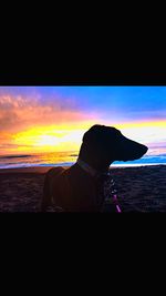 Silhouette dog on beach against sky during sunset