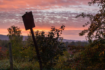 Close-up of plants against sunset sky