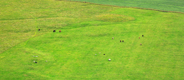 View of green landscape