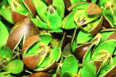 Full frame shot of green leaves