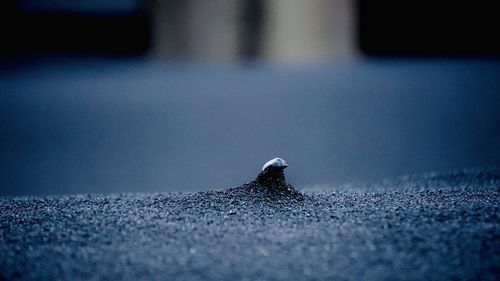 Close-up of bird on the road