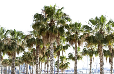 Low angle view of palm trees against clear sky