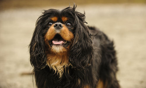 Cavalier king charles spaniel standing outdoors
