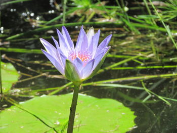 Close-up of purple water lily blooming outdoors