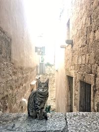 Cat on retaining wall